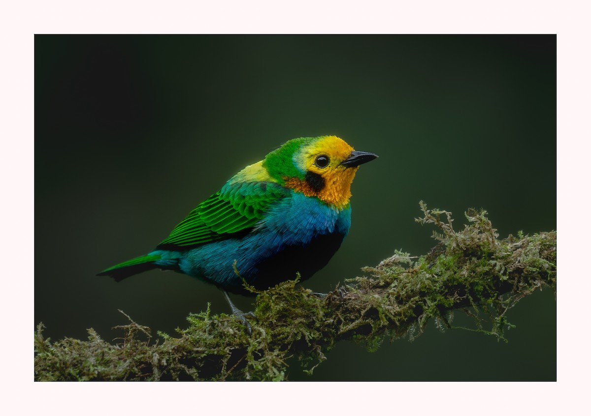 Multicolored Tanager - ML620897253