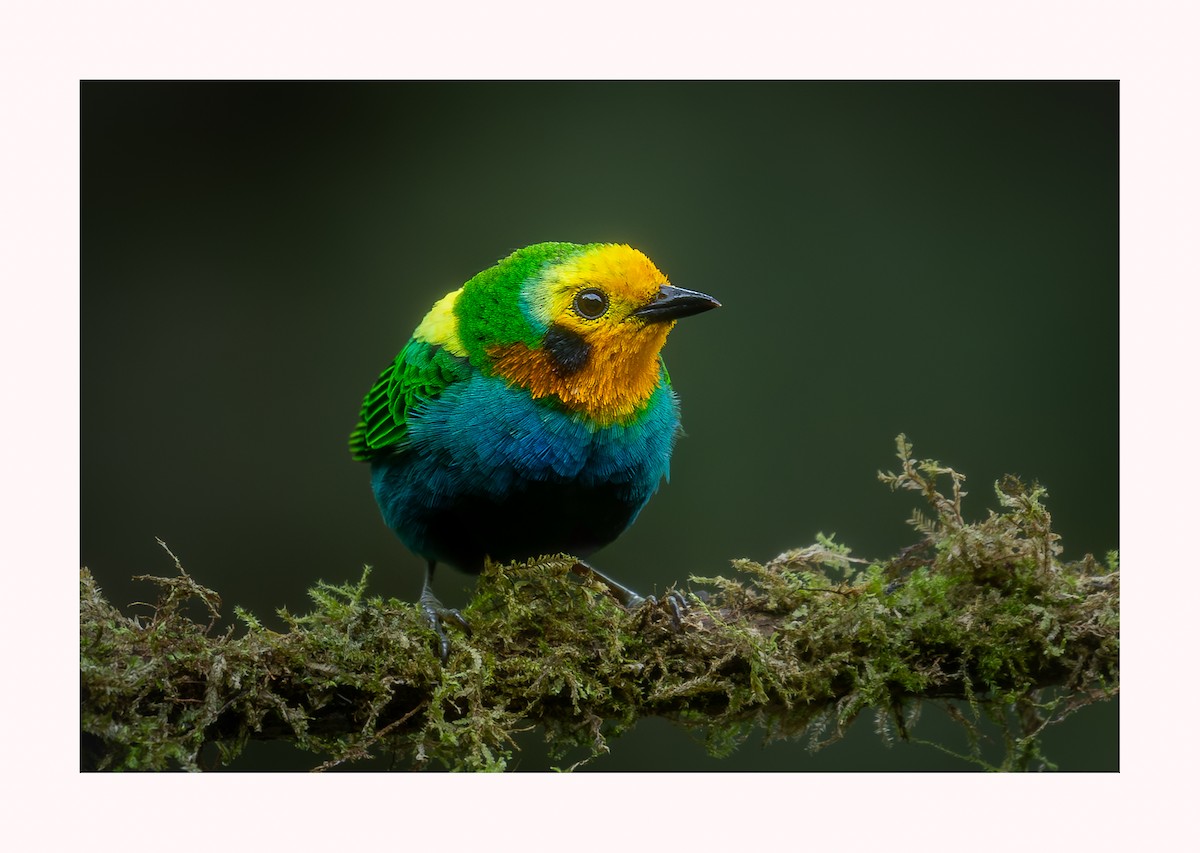 Multicolored Tanager - ML620897254
