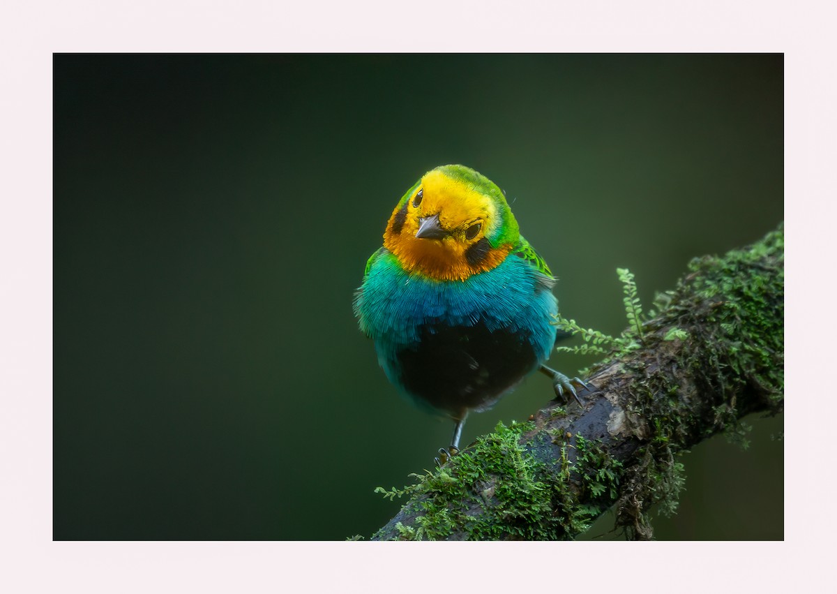 Multicolored Tanager - ML620897255