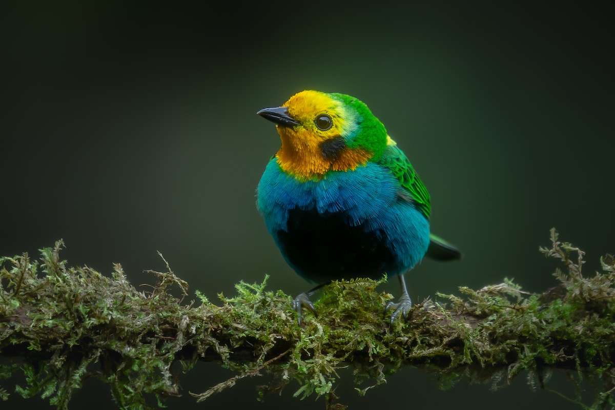 Multicolored Tanager - ML620897256