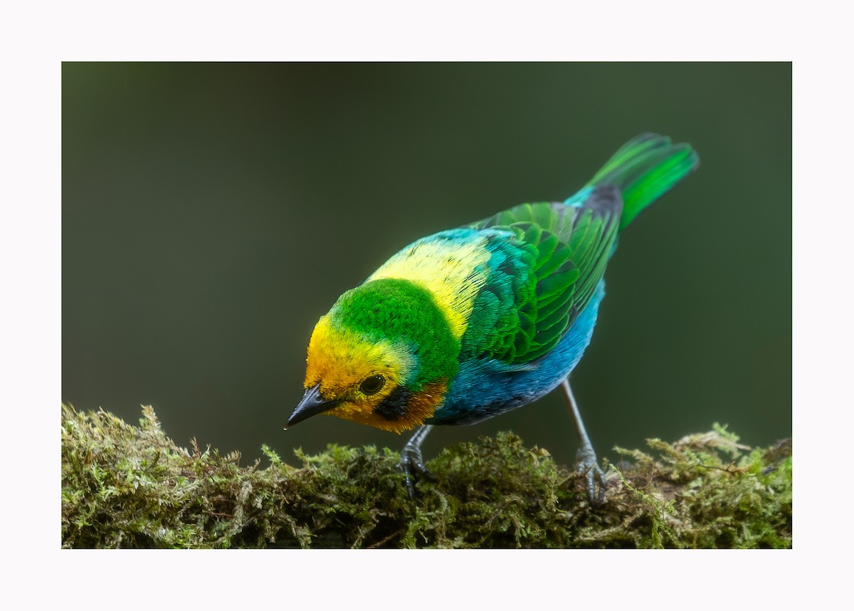 Multicolored Tanager - ML620897257