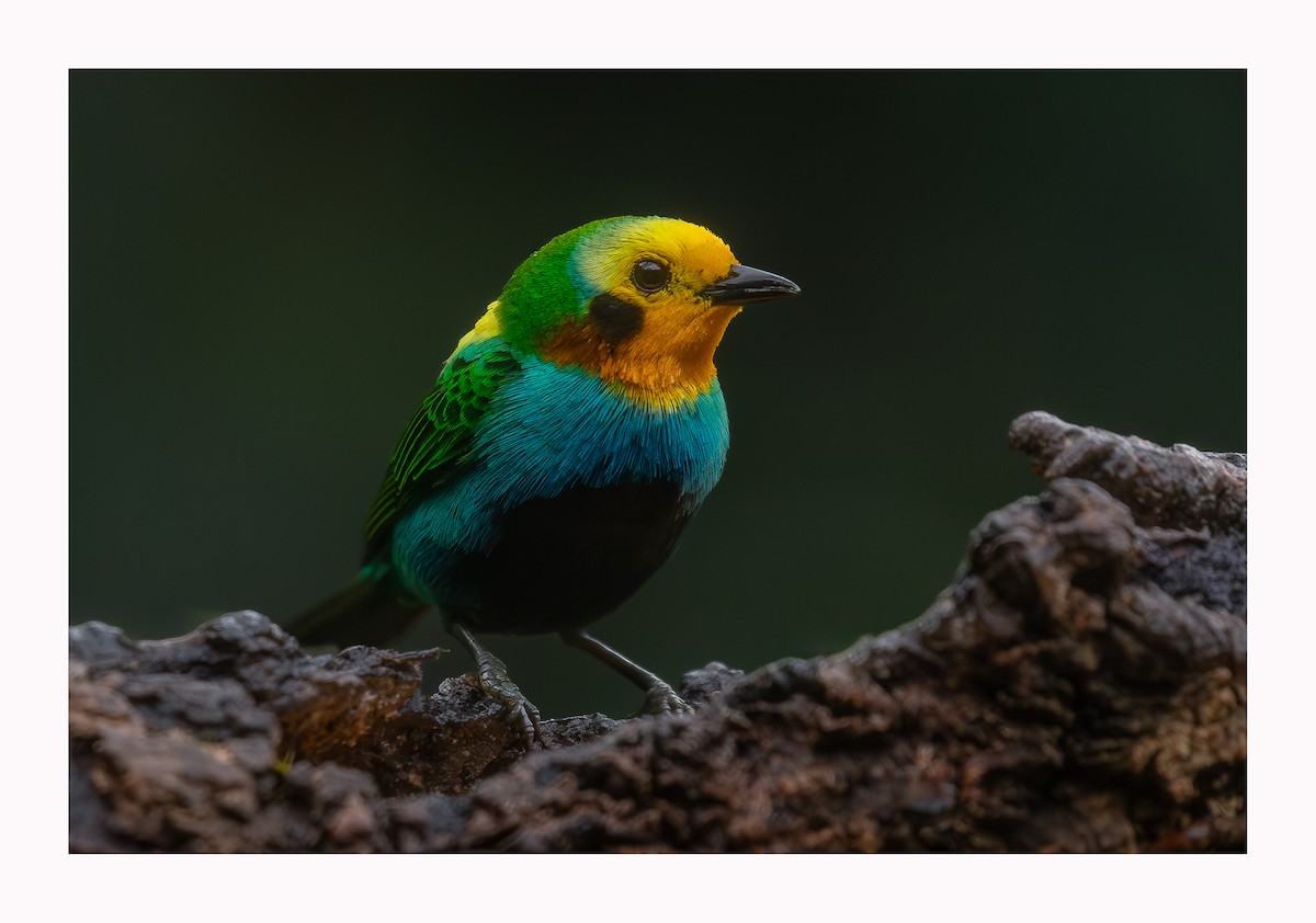 Multicolored Tanager - ML620897258