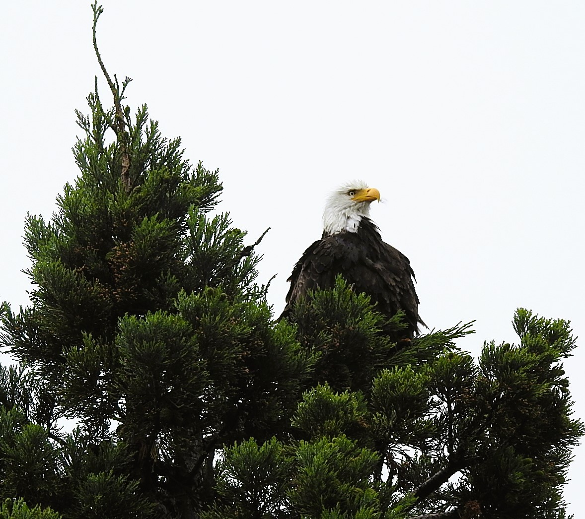 Bald Eagle - ML620897259