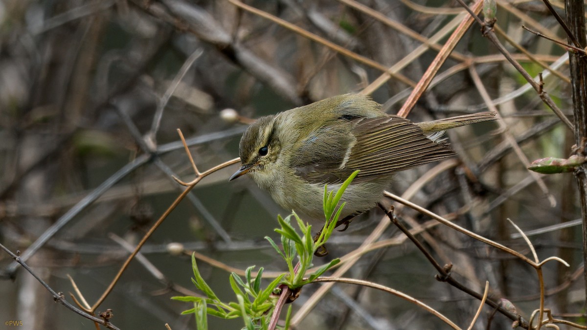 Chinese Leaf Warbler - Paul Walser Schwyzer