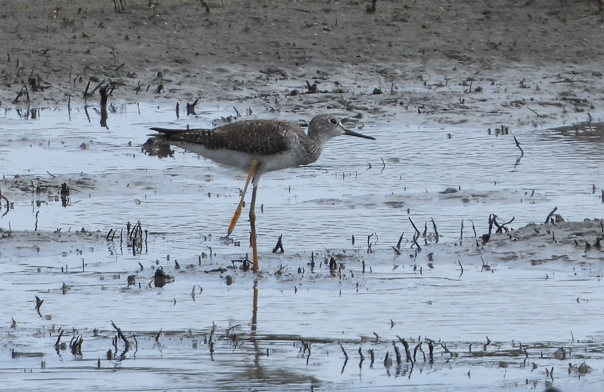 Lesser Yellowlegs - ML620897267