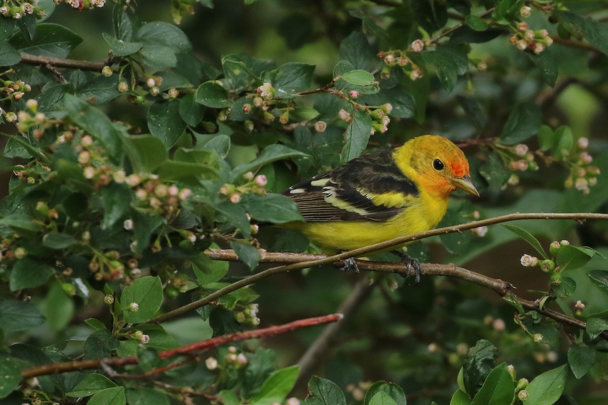 Western Tanager - ML620897270