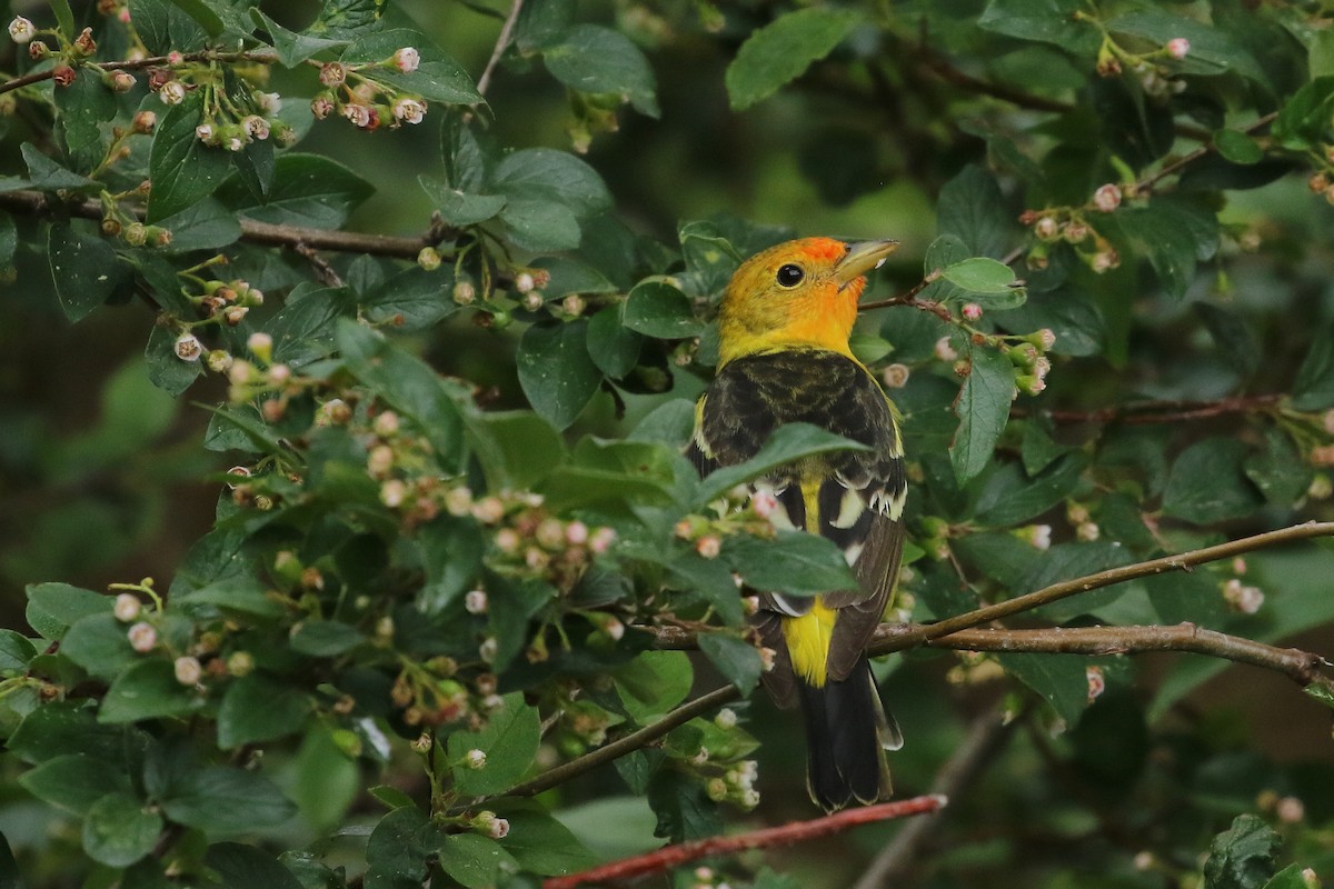 Western Tanager - ML620897271