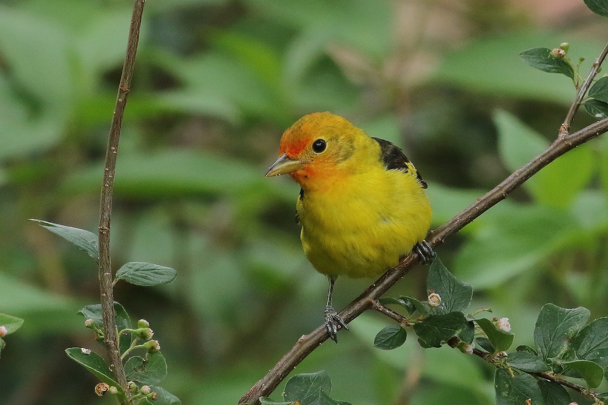 Western Tanager - Mark Chavez