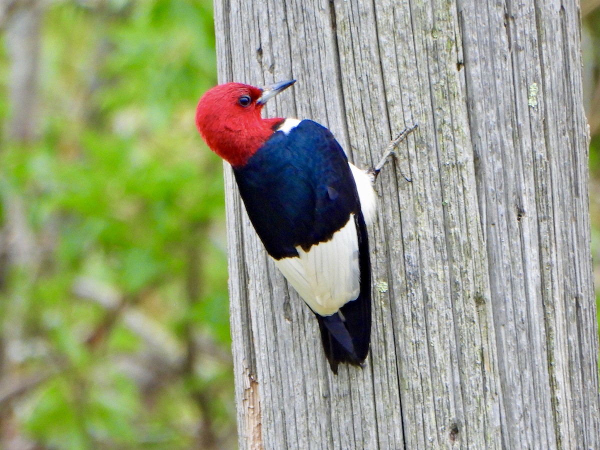 Red-headed Woodpecker - ML620897273