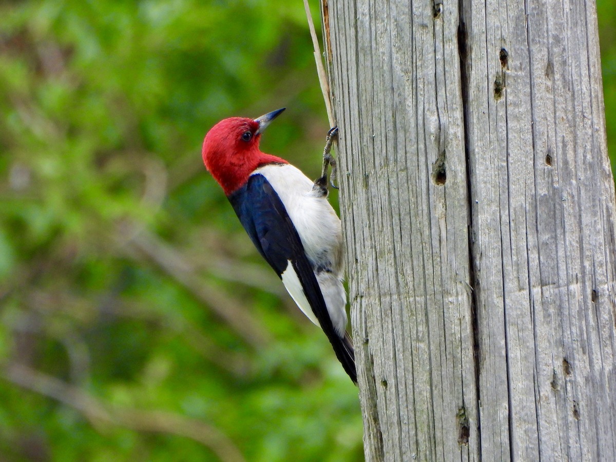 Red-headed Woodpecker - ML620897274