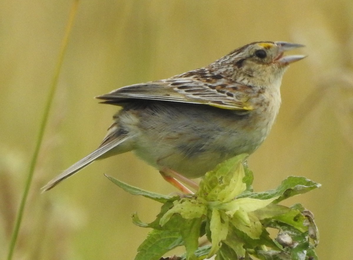 Grasshopper Sparrow - ML620897278