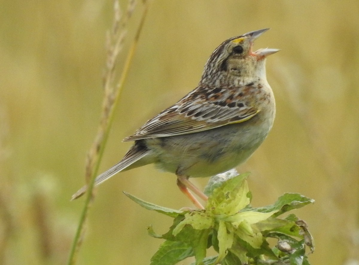 Grasshopper Sparrow - ML620897279