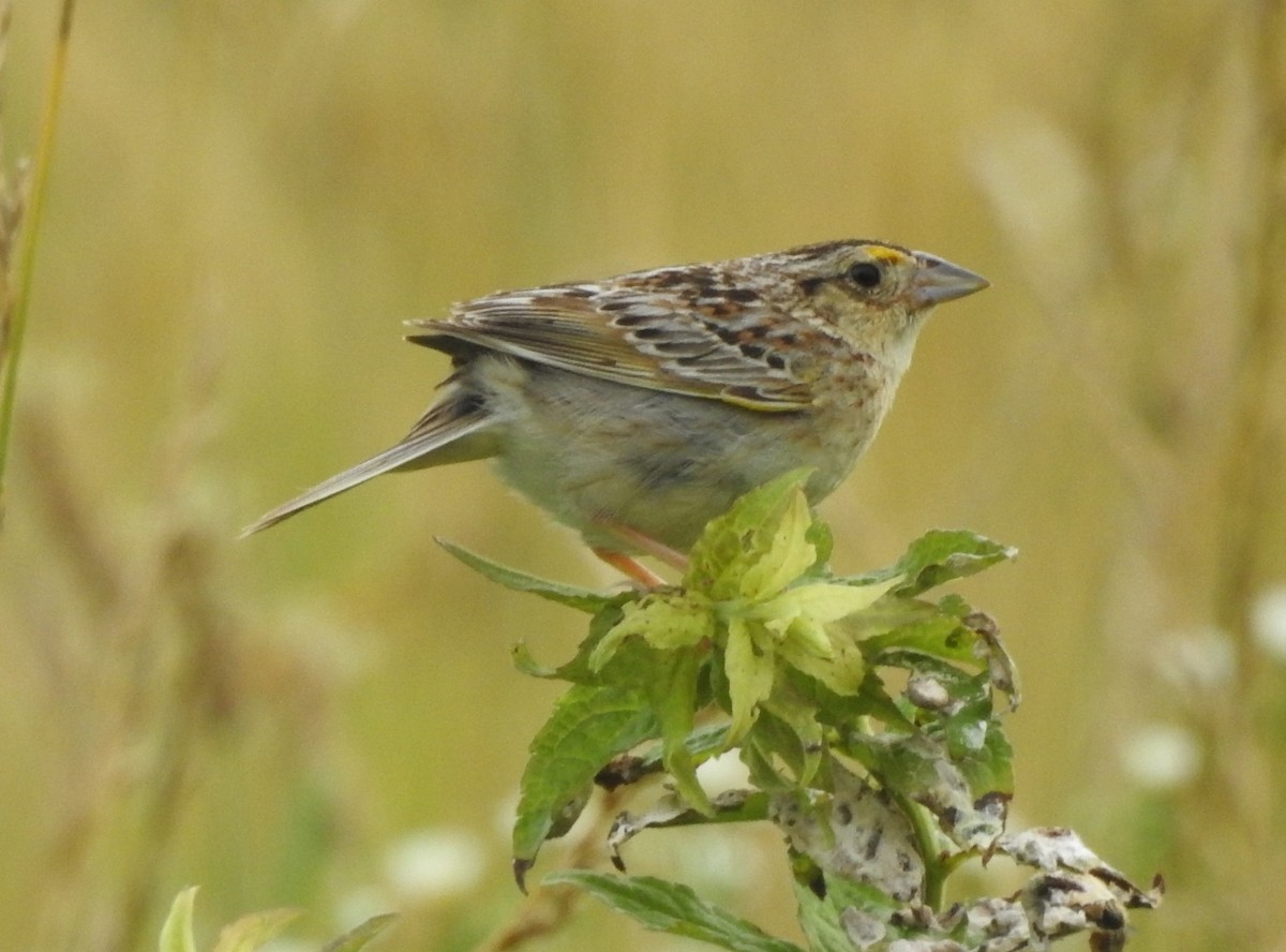 Grasshopper Sparrow - ML620897280