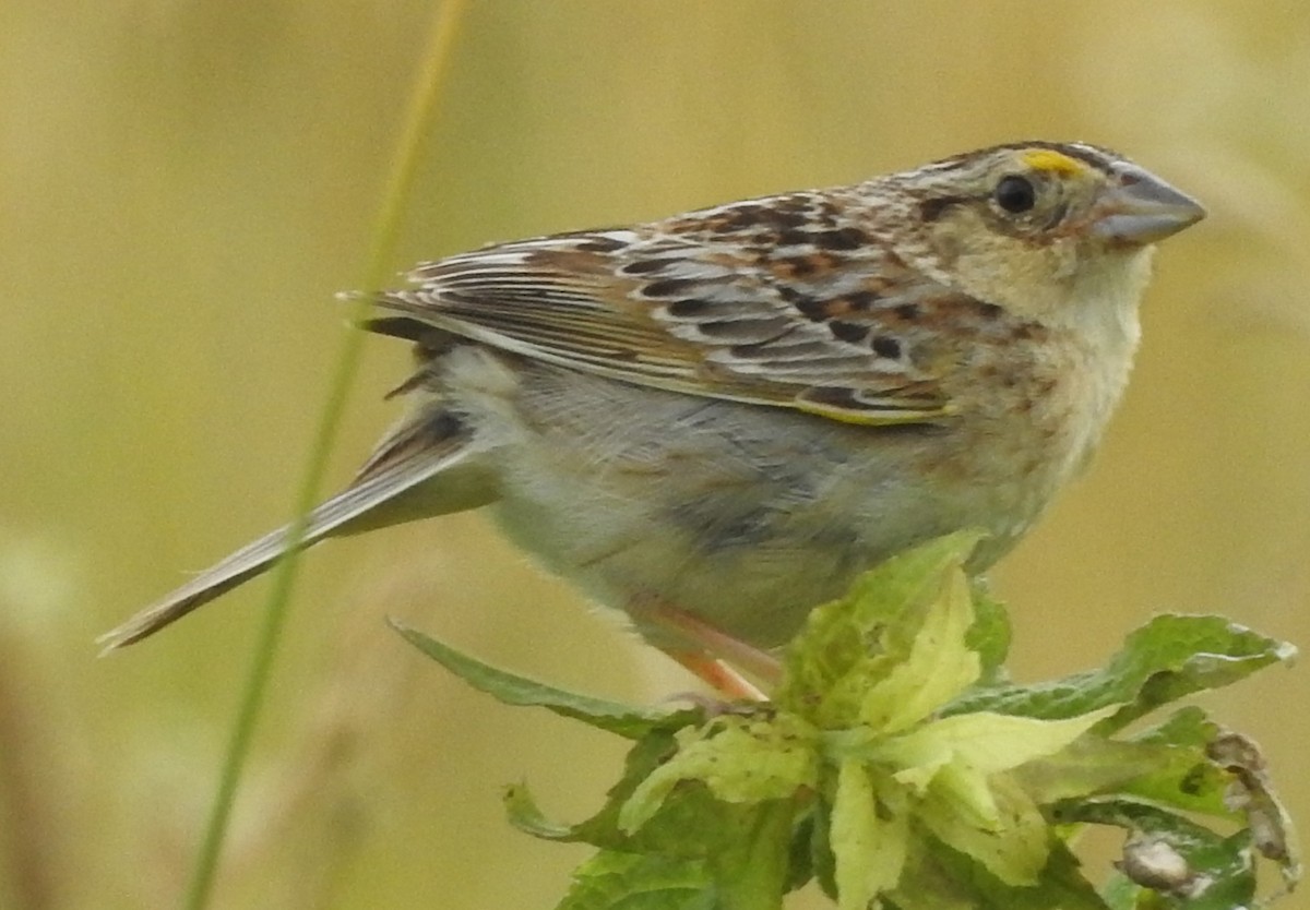 Grasshopper Sparrow - ML620897281