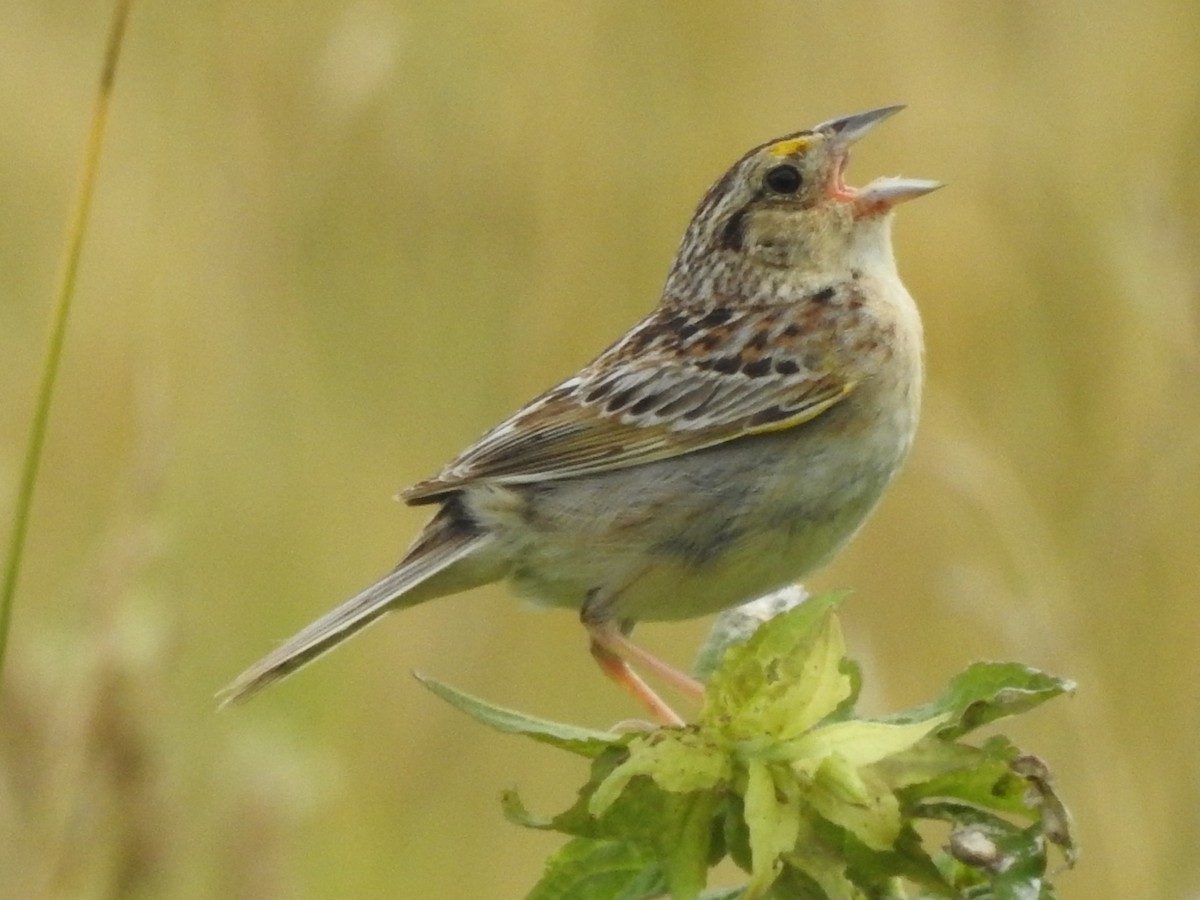 Grasshopper Sparrow - ML620897282