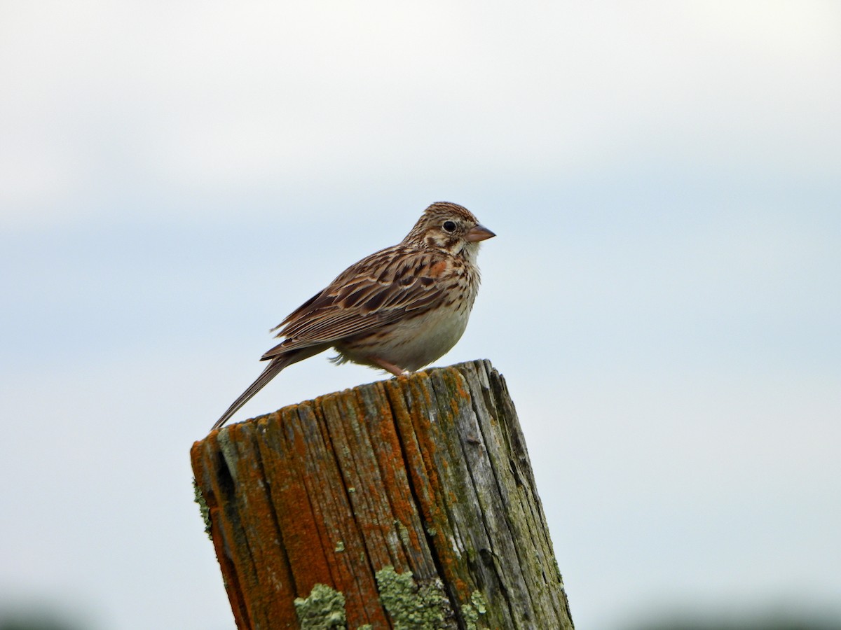 Vesper Sparrow - ML620897287