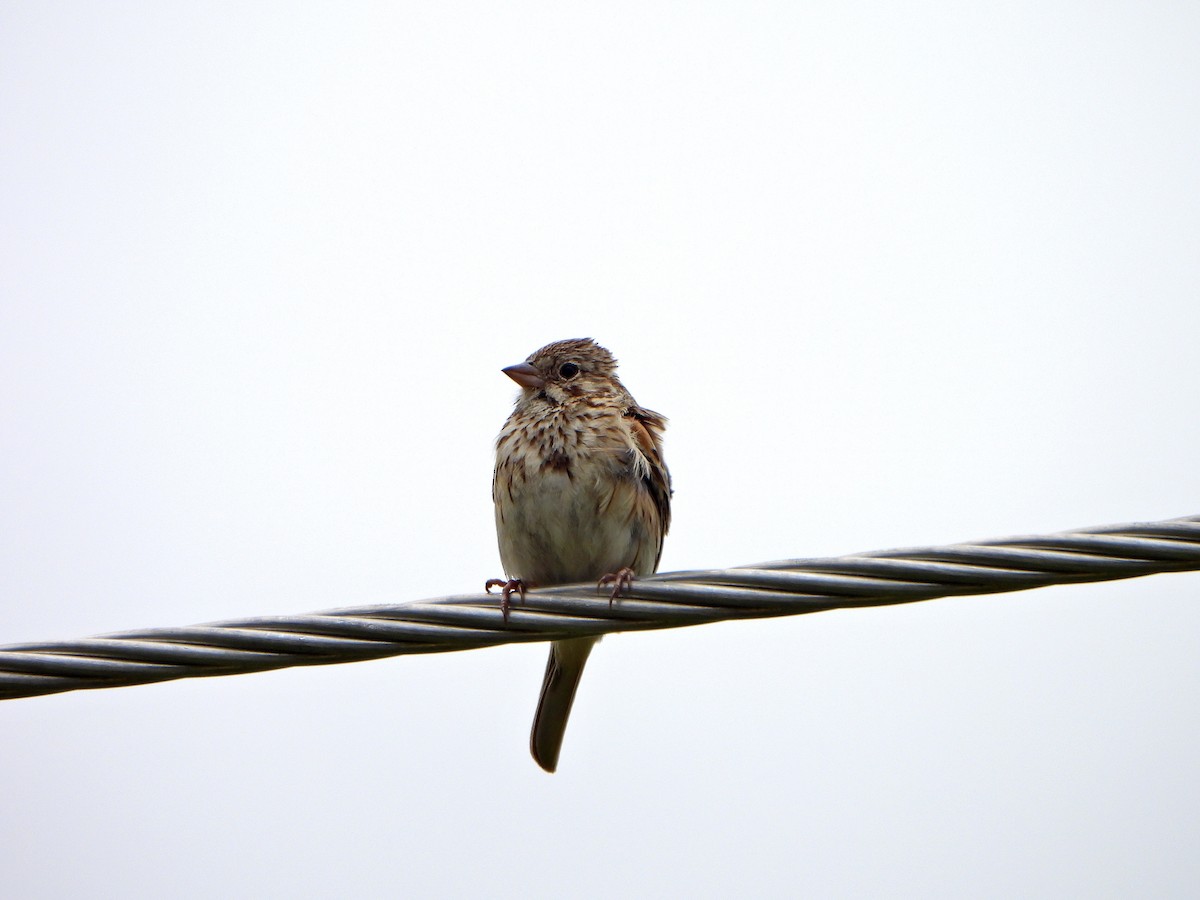 Vesper Sparrow - ML620897288