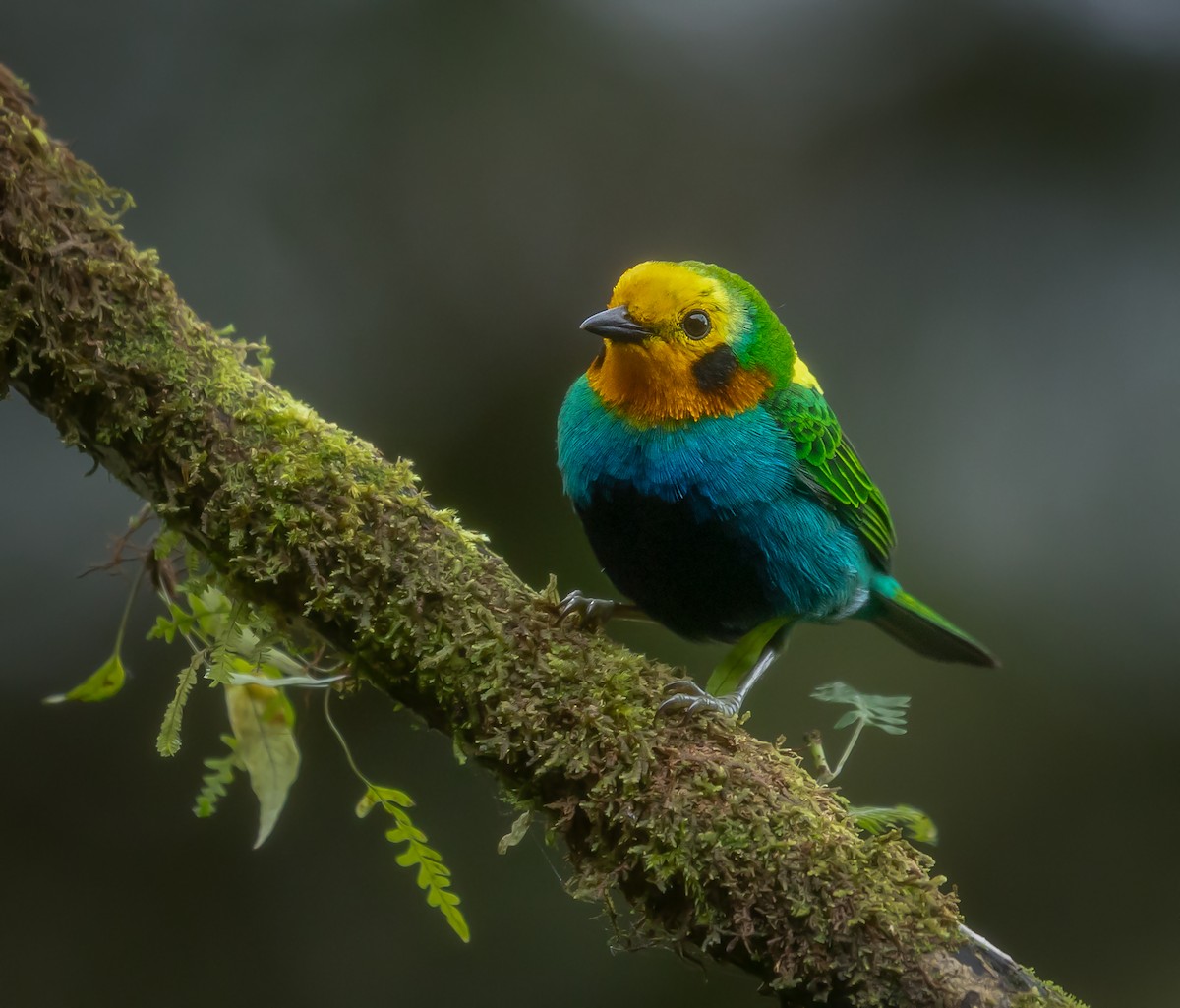 Multicolored Tanager - ML620897296