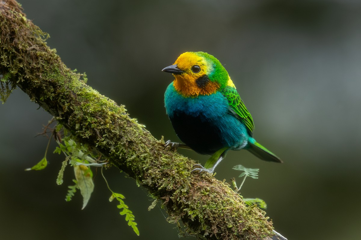 Multicolored Tanager - ML620897299