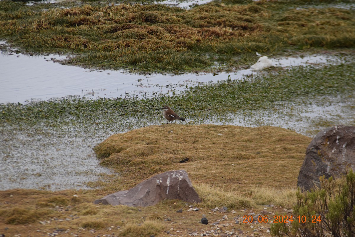 White-winged Cinclodes - ML620897305