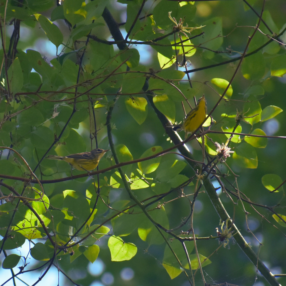 Prairie Warbler - ML620897310