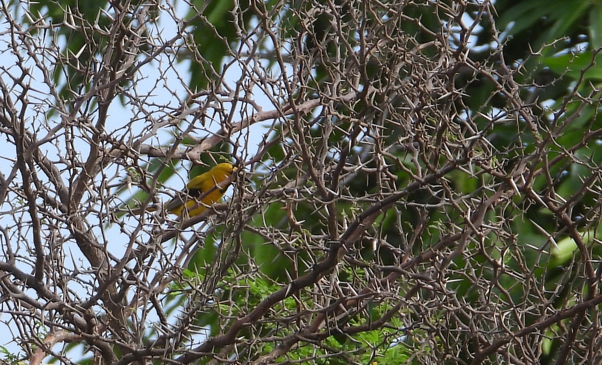 Yellow Oriole - Cisca  Rusch