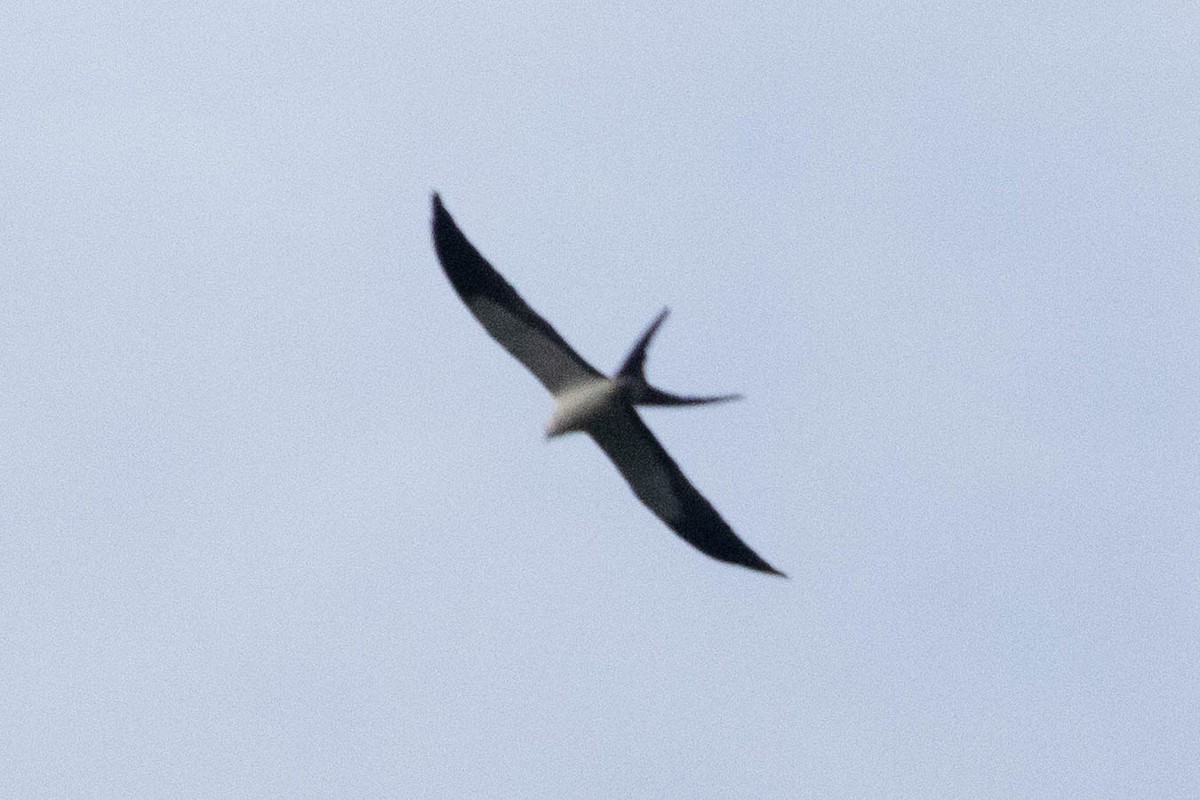 Swallow-tailed Kite - ML620897313