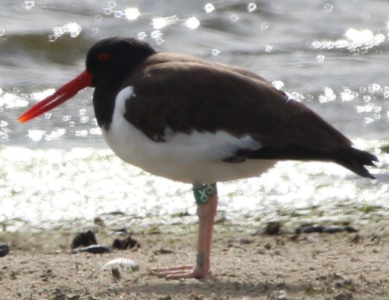 American Oystercatcher - ML620897315