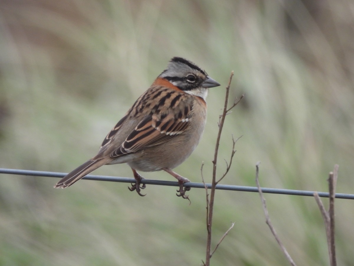 Rufous-collared Sparrow - ML620897319