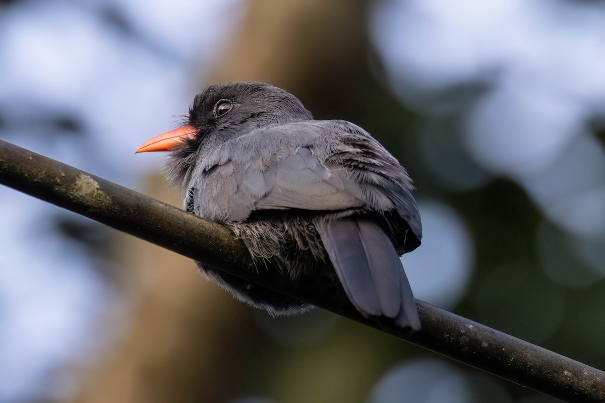 Black-fronted Nunbird - ML620897320