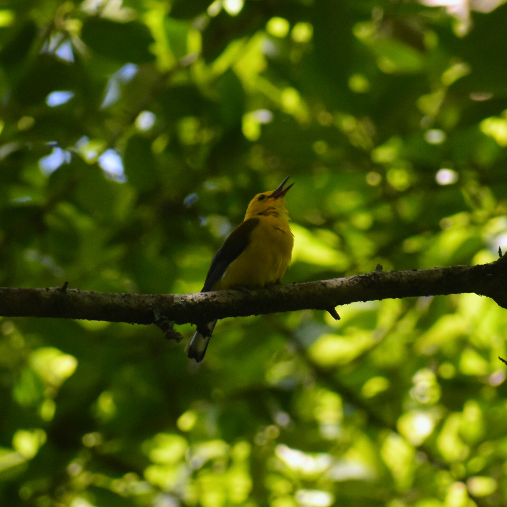 Prothonotary Warbler - ML620897322
