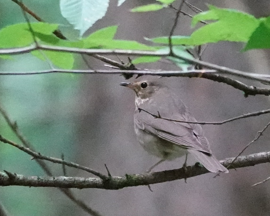 Swainson's Thrush - ML620897327