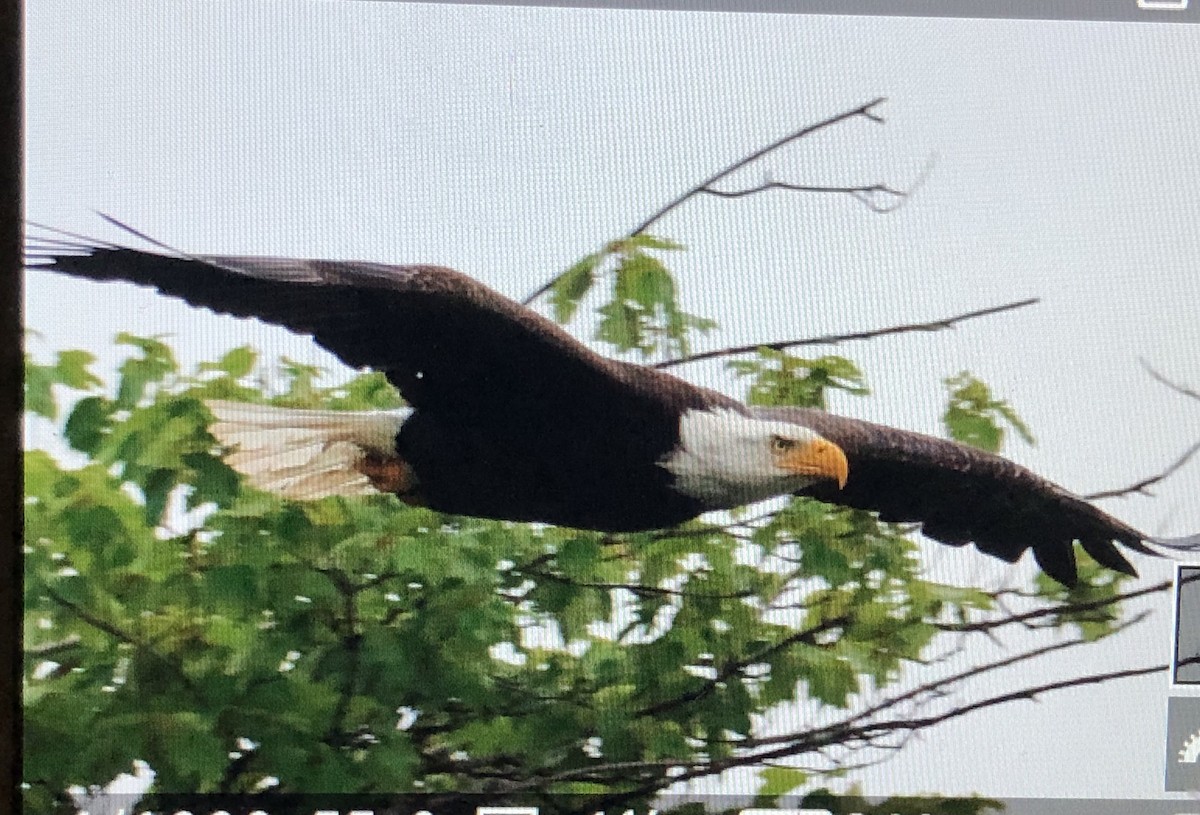 Bald Eagle - ML620897332