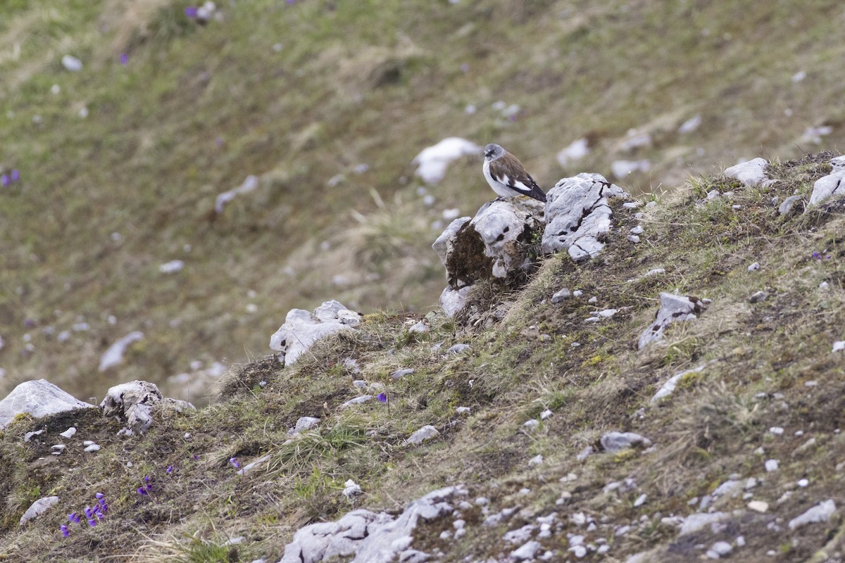 White-winged Snowfinch - ML620897343