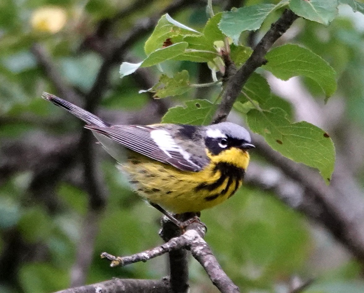 Magnolia Warbler - ML620897346