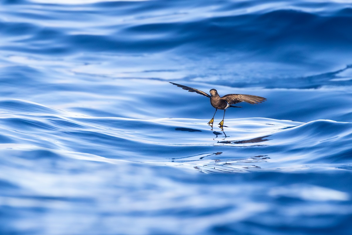 Wilson's Storm-Petrel - ML620897348