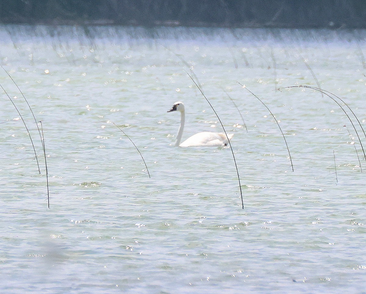 Tundra Swan - ML620897349