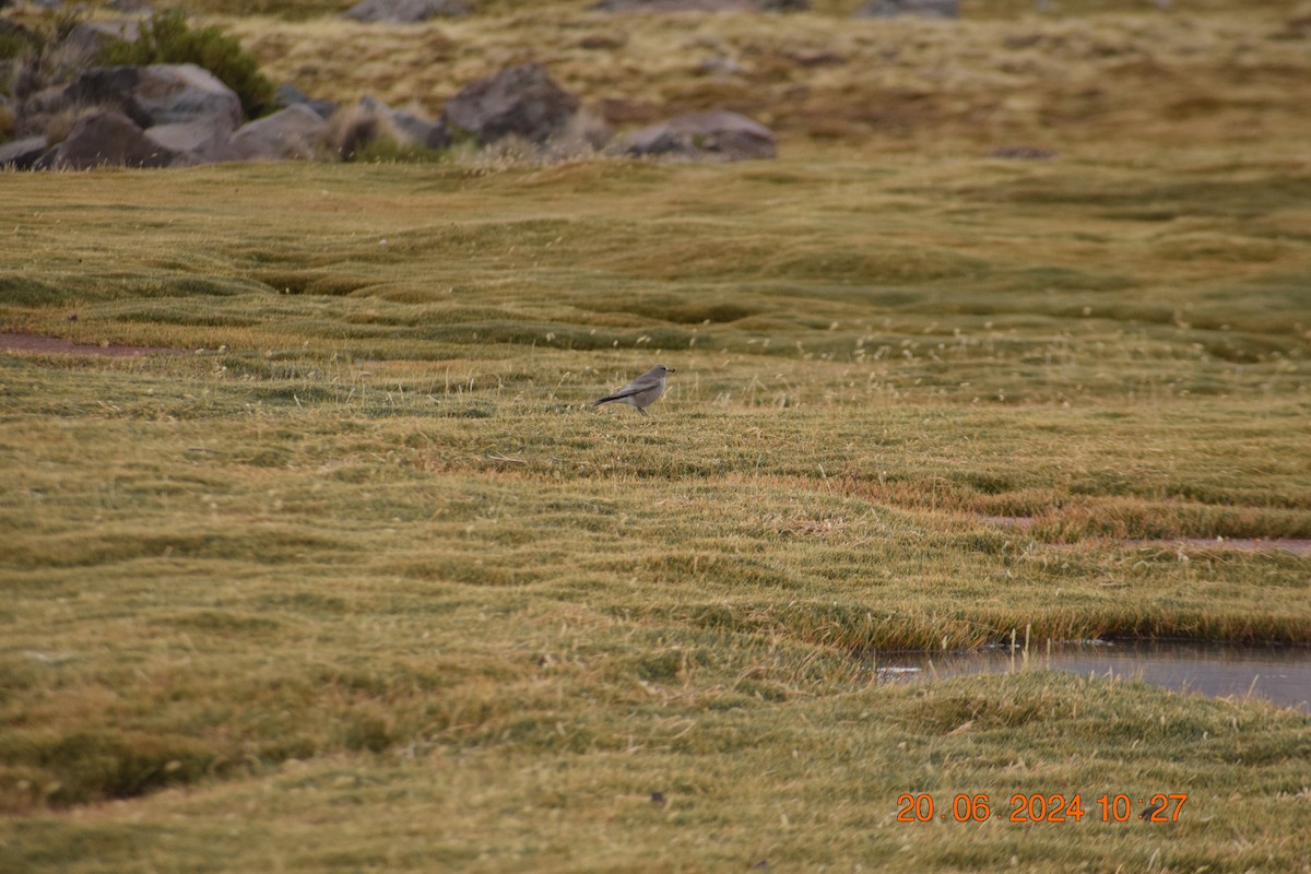 White-fronted Ground-Tyrant - ML620897351