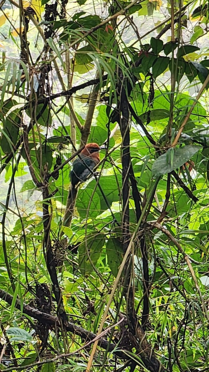 Broad-billed Motmot - ML620897352