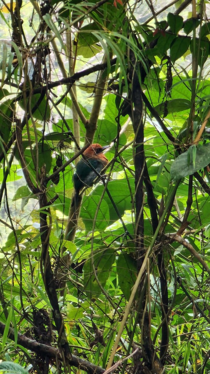 Broad-billed Motmot - ML620897353