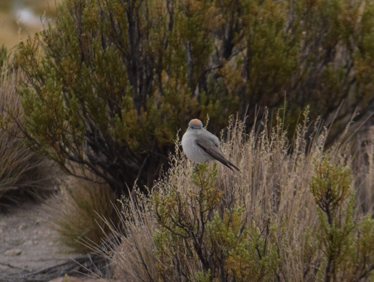 Rufous-naped Ground-Tyrant - ML620897358