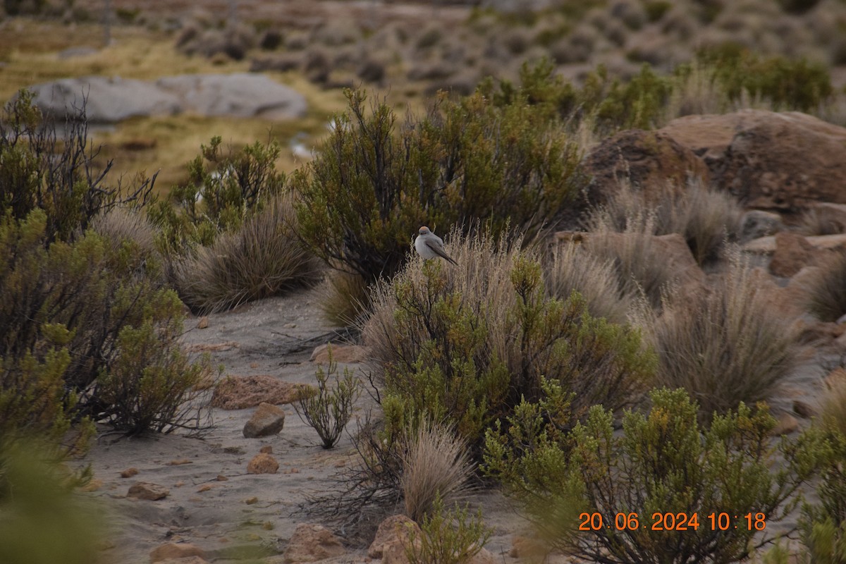 Rufous-naped Ground-Tyrant - ML620897359