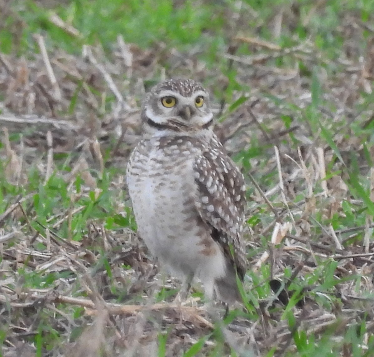 Burrowing Owl - ML620897360