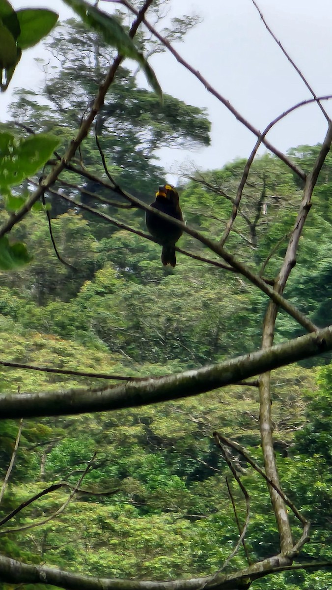 Yellow-faced Grassquit - ML620897362