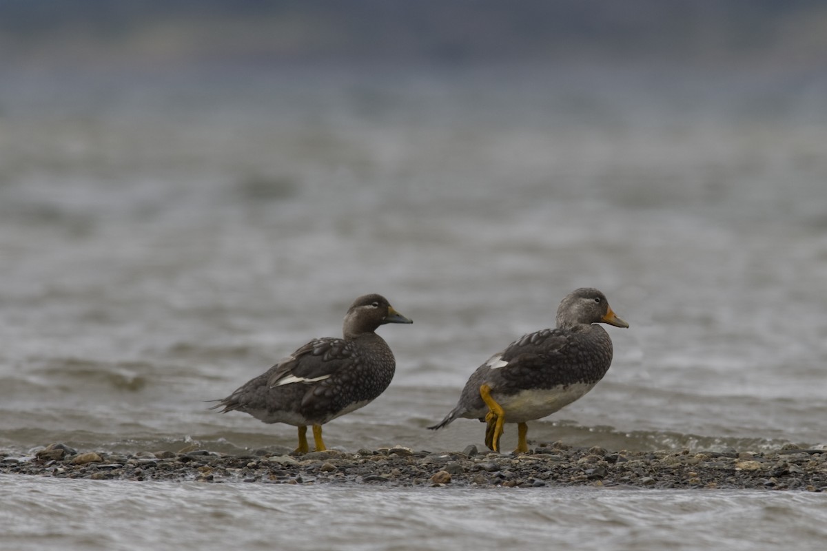 Flying Steamer-Duck - ML620897364