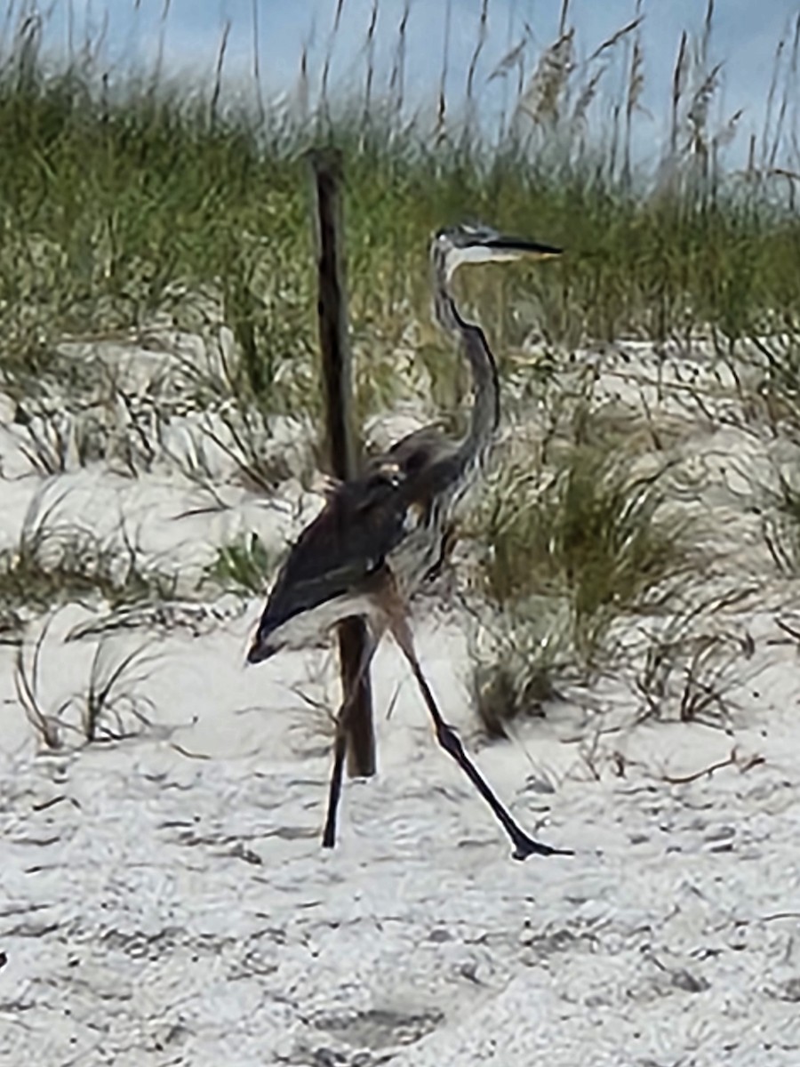 Great Blue Heron - ML620897372