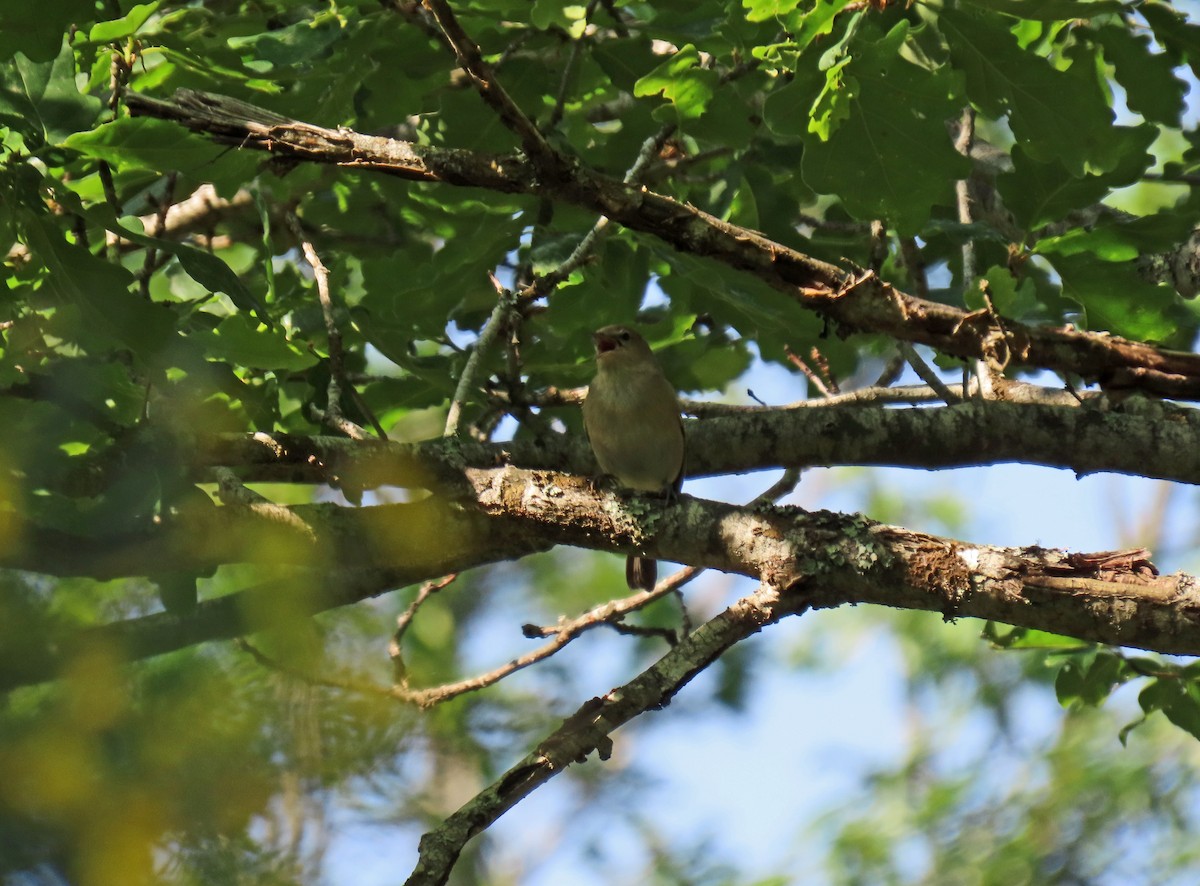 Garden Warbler - ML620897373