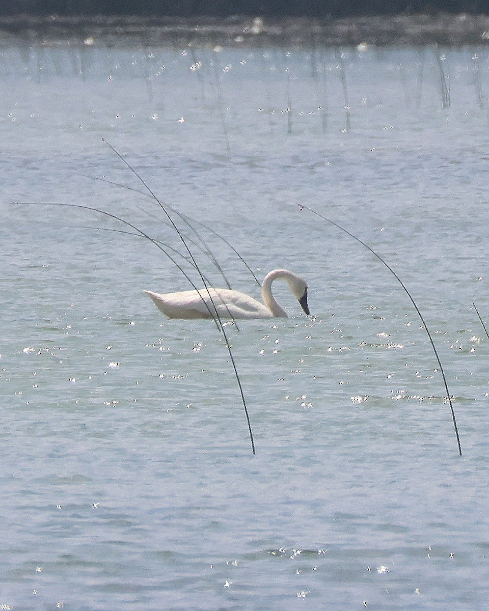 Tundra Swan - ML620897374