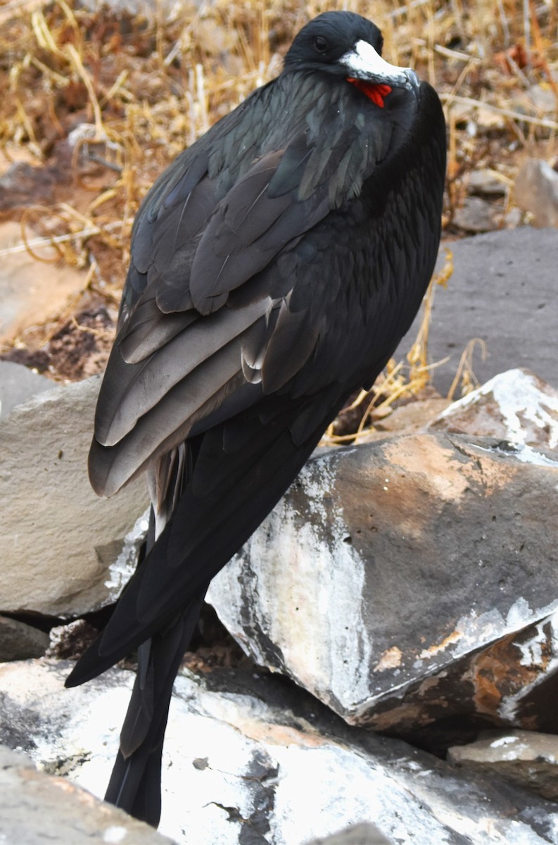 frigatebird sp. - ML620897379