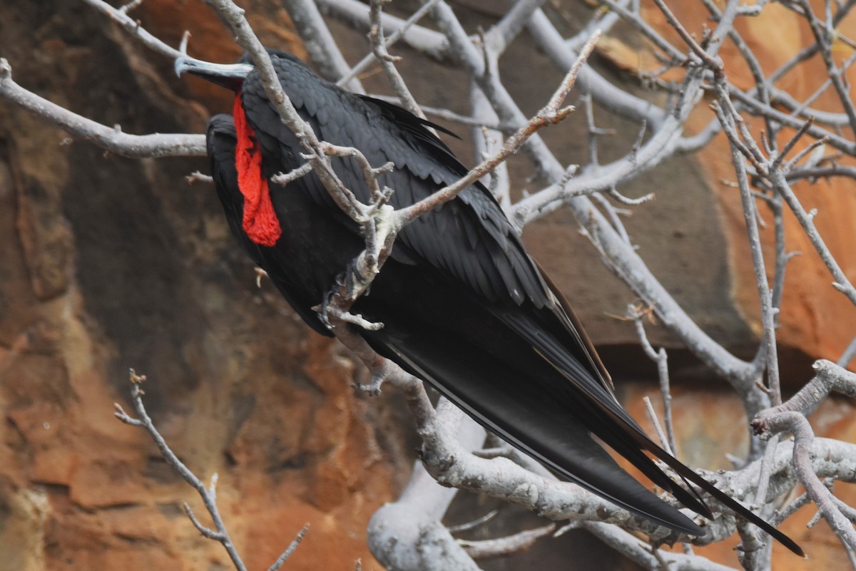 frigatebird sp. - ML620897380